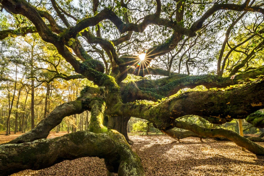 angel oak mother tree