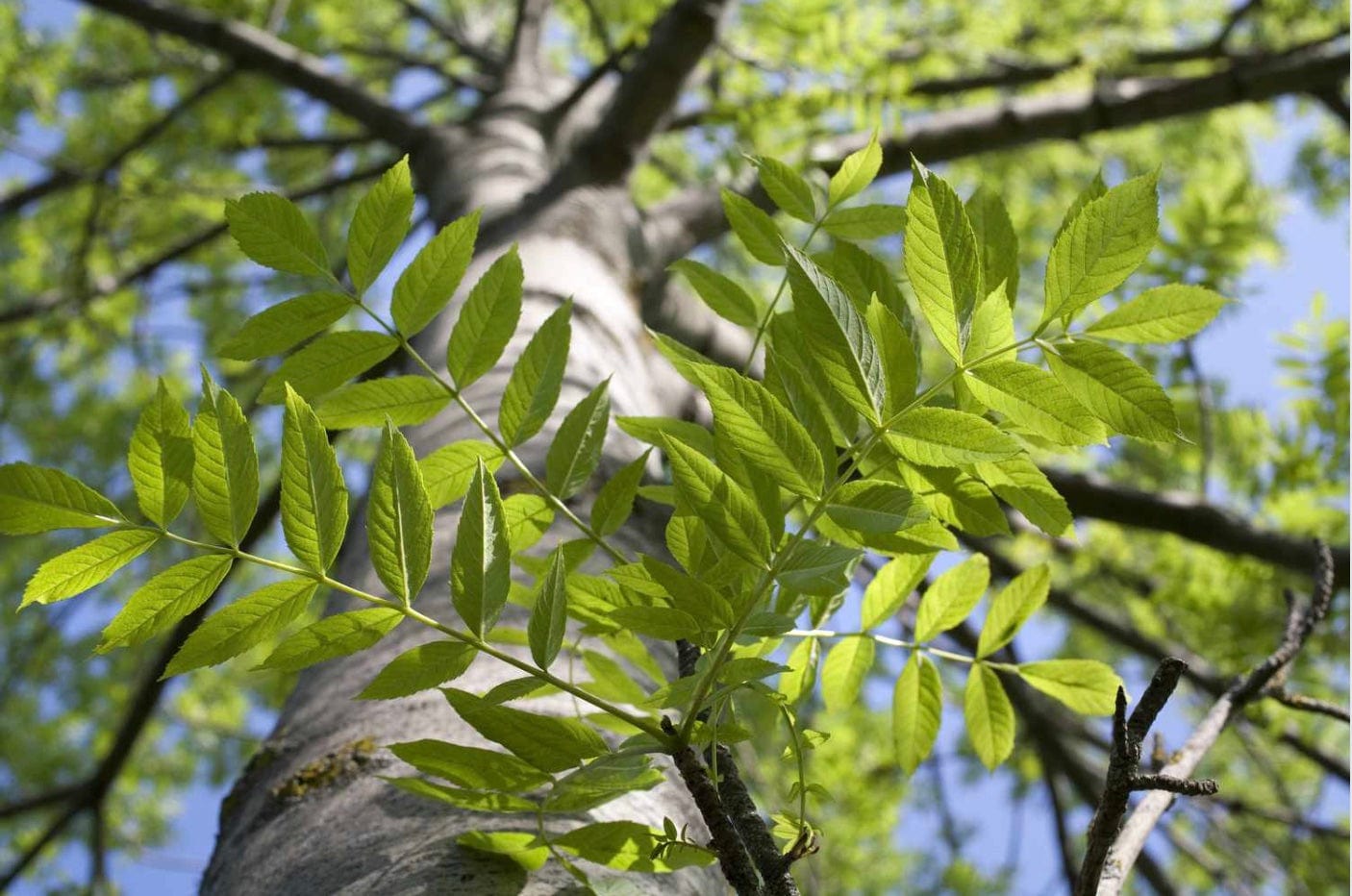 Ahive Tree 10 Popular Tree Species You Should Know - One Tree Planted