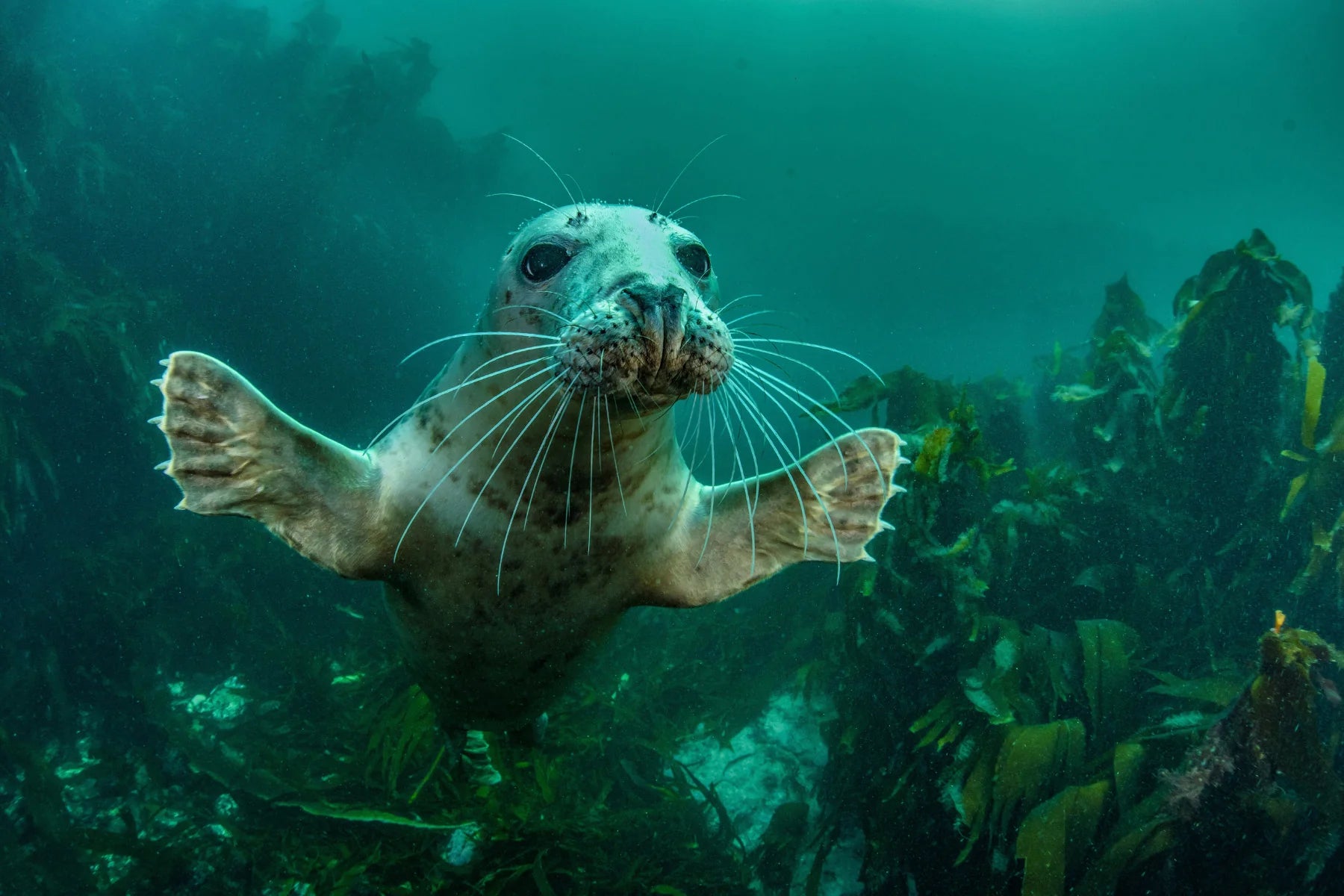 baby seal underwater