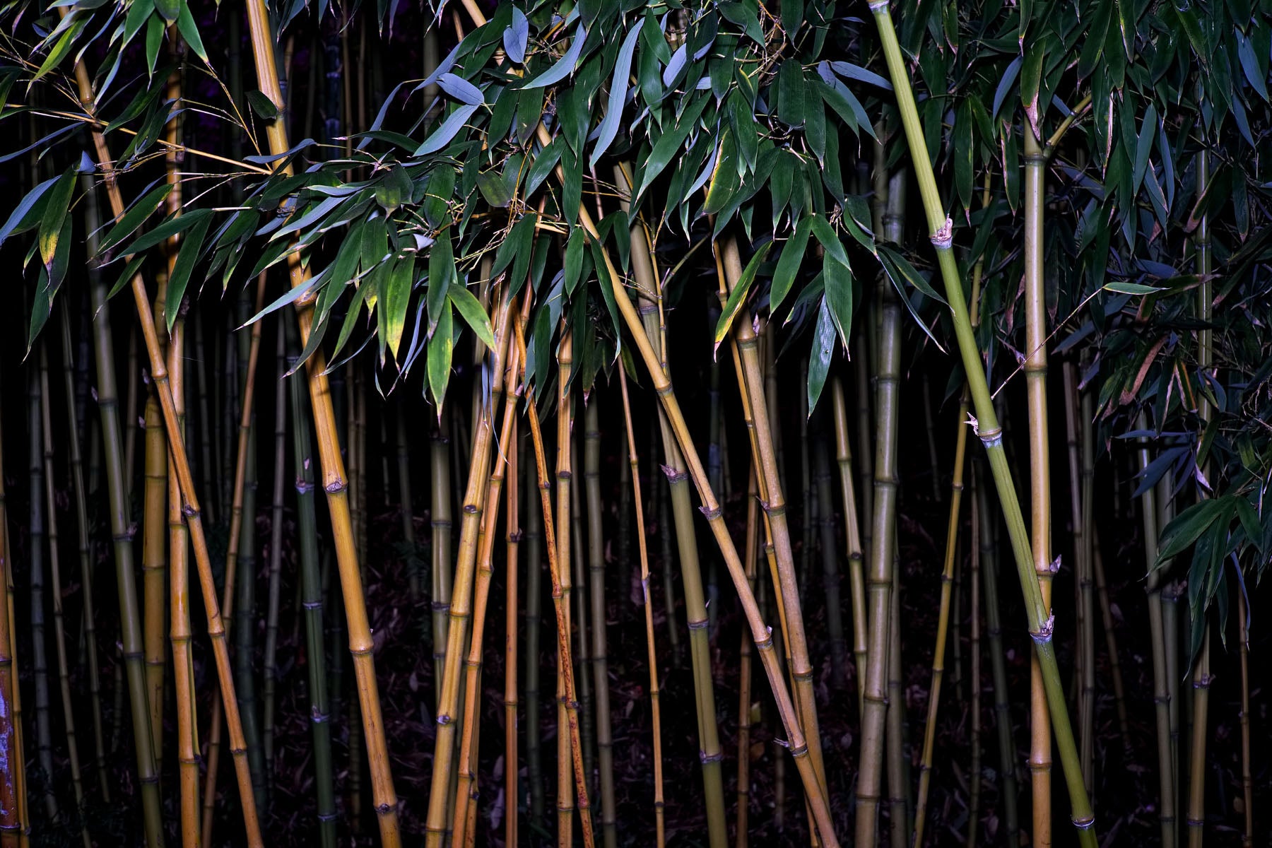 https://onetreeplanted.org/cdn/shop/files/bamboo_in_forest.jpg?v=1689341411