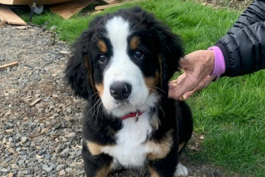 bernese mountain dog puppy earth day reforestation
