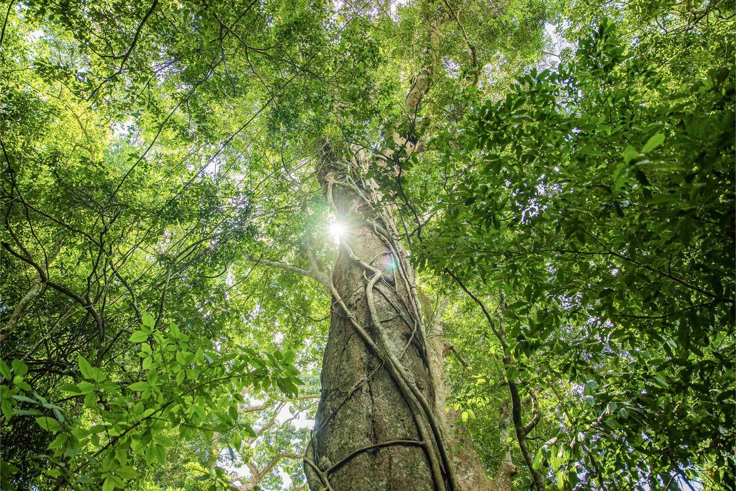 Big tree