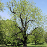 BLACK WALNUT