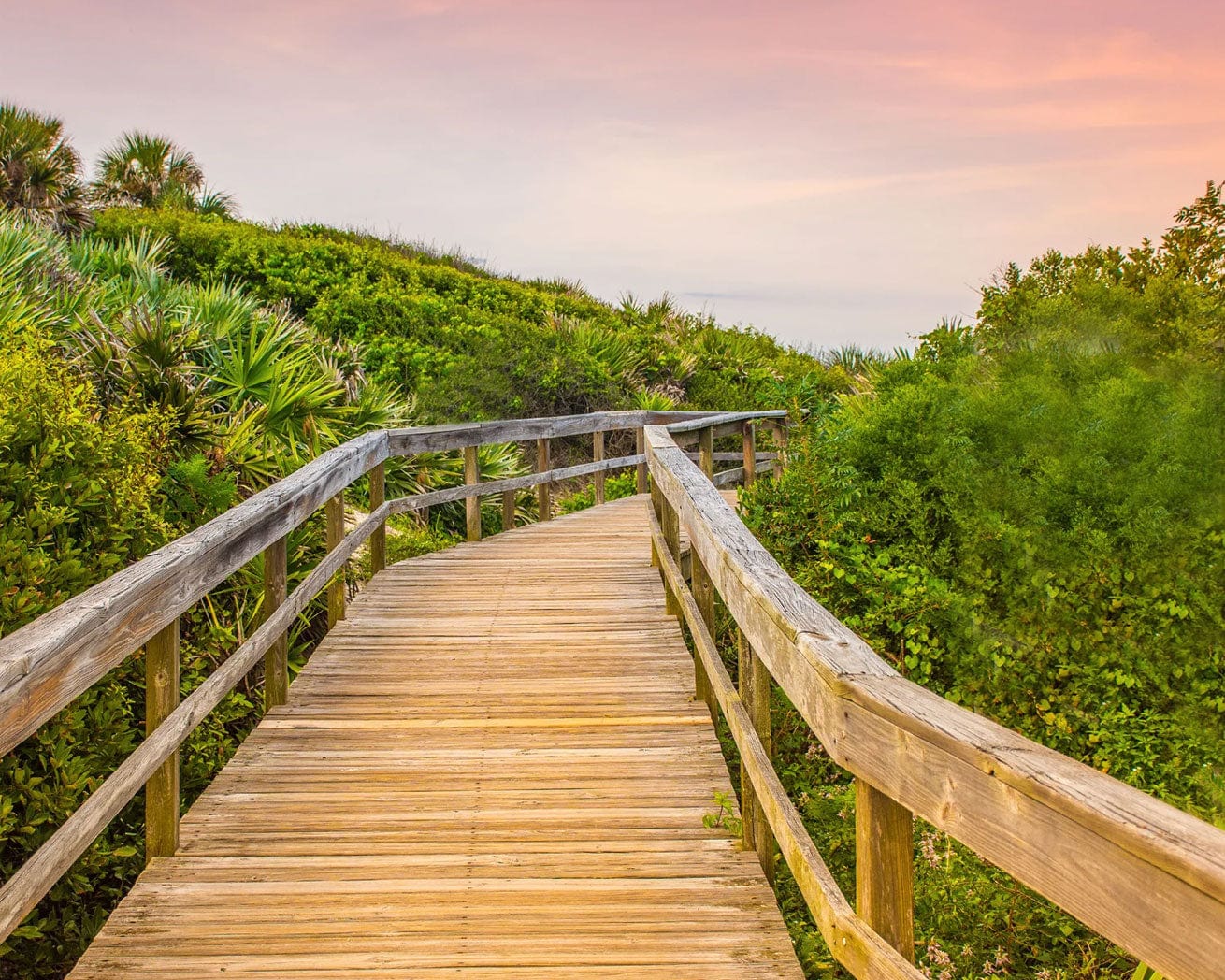 boardwalk in forest