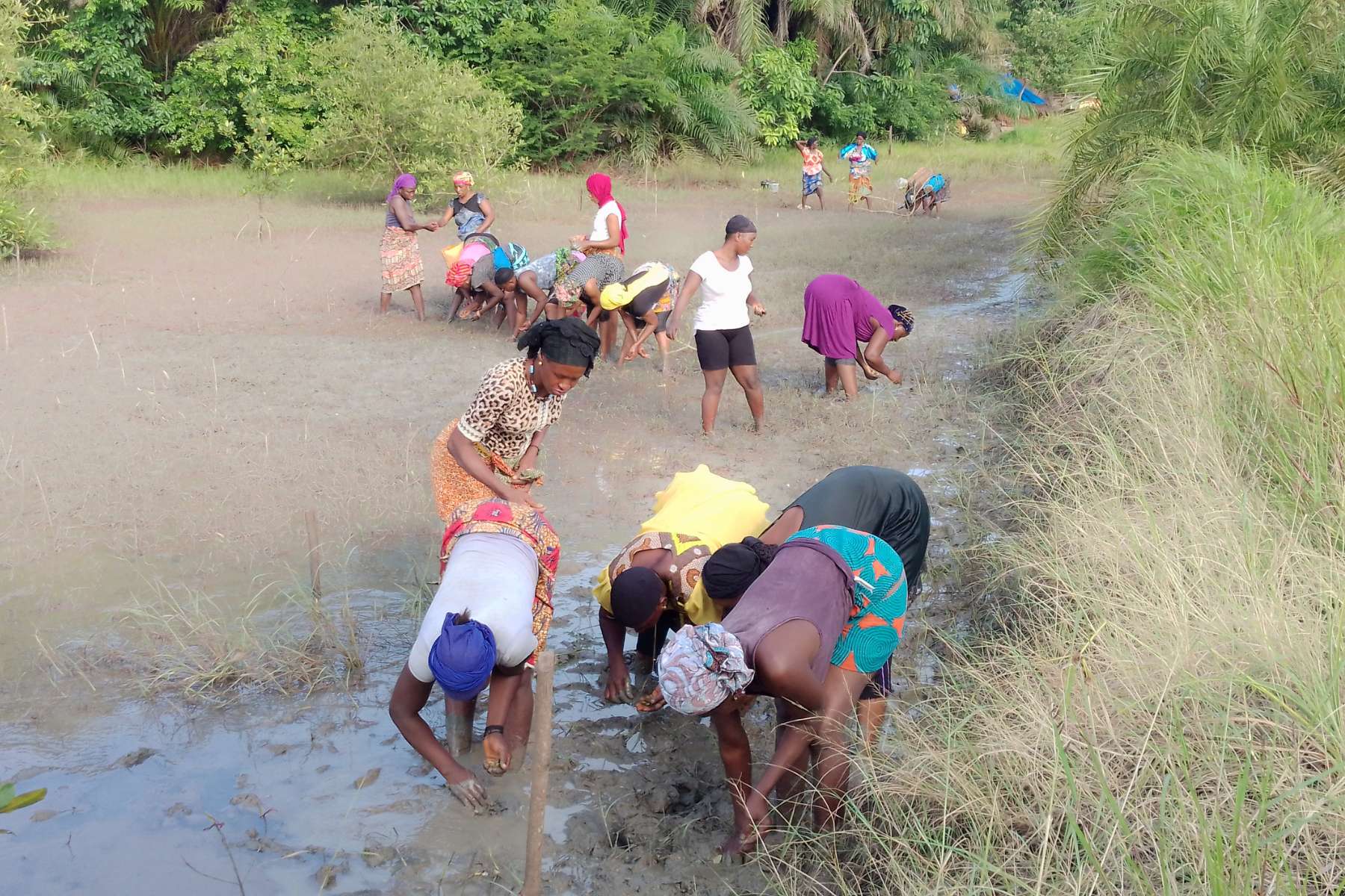 Several people standing and bending in a muddy outdoor field or riverbed surrounded by grass and trees, wearing colorful clothing.