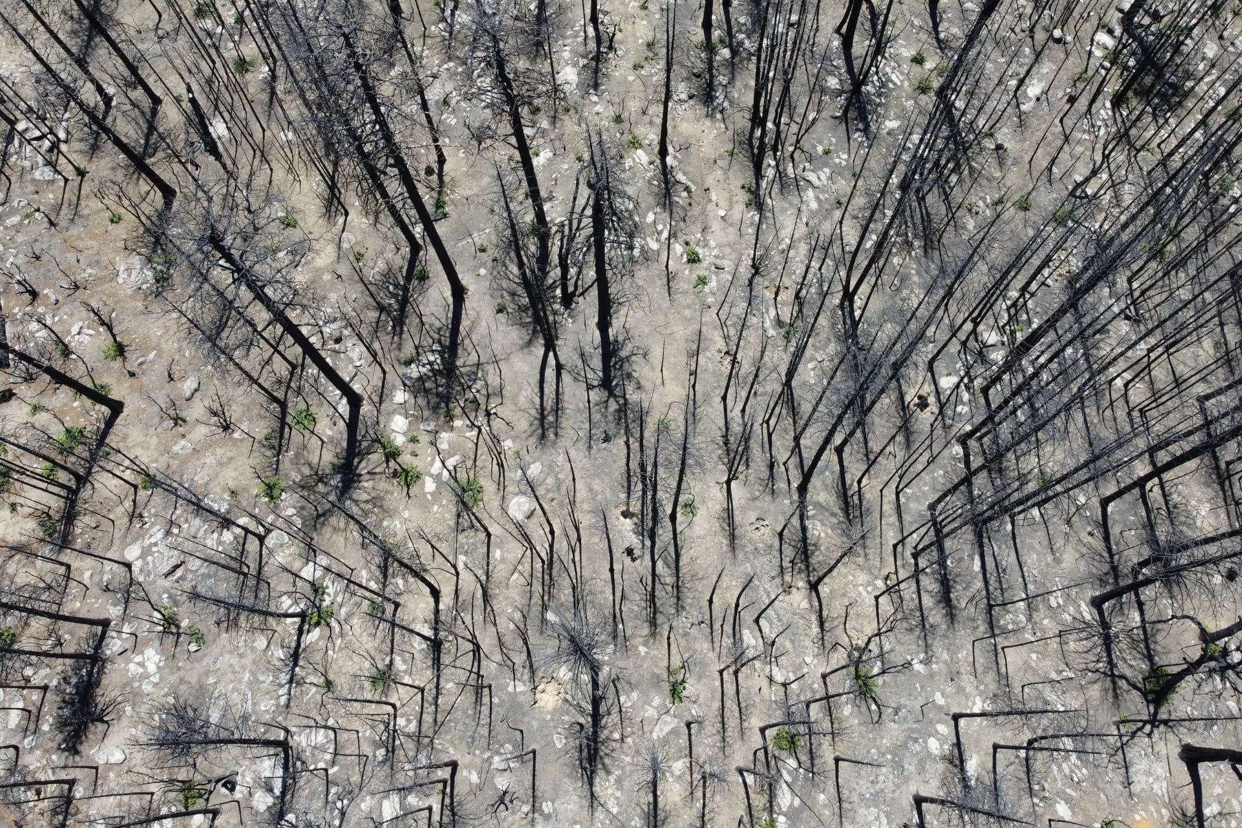 stark image of dead trees and gray soil after a wildfire
