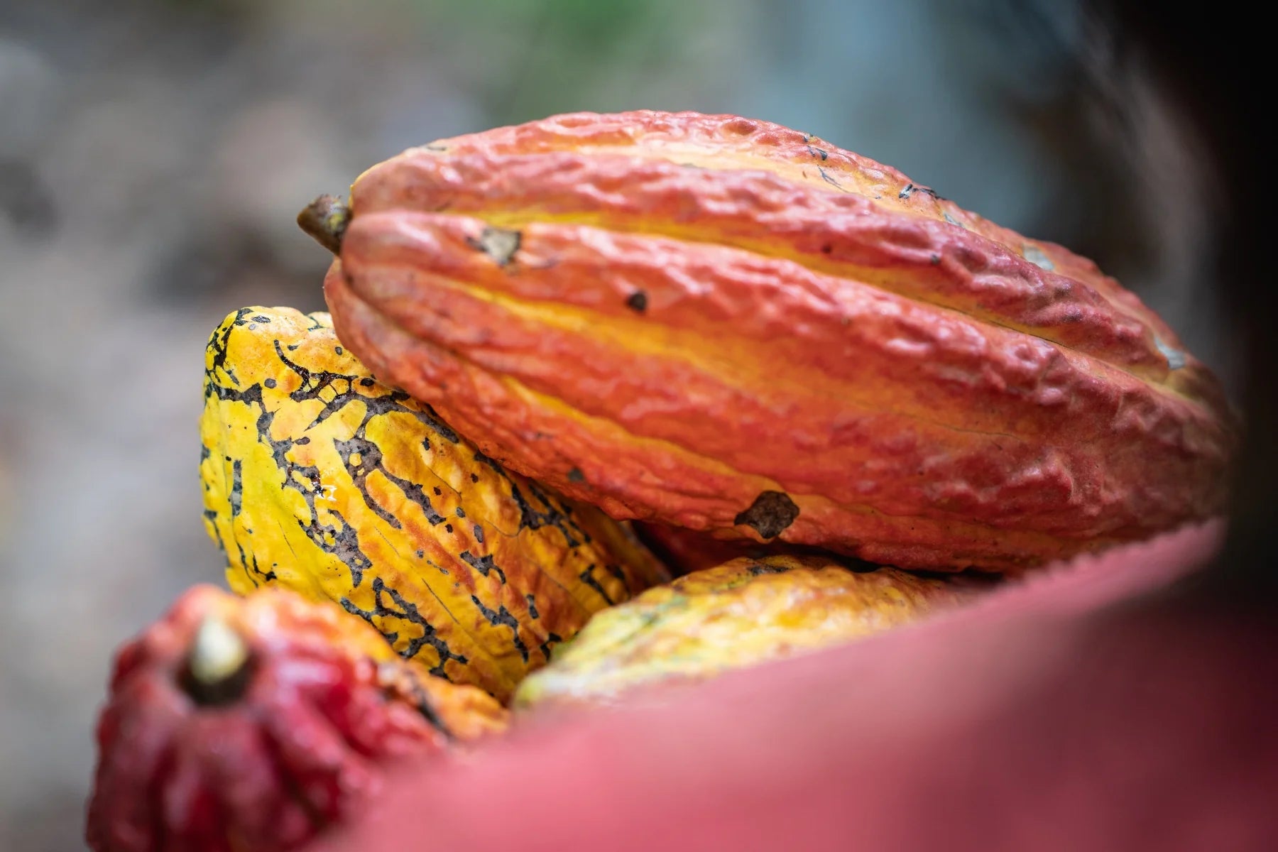 cacao pods peru sustainable agroforestry
