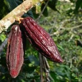 CACAO TREE