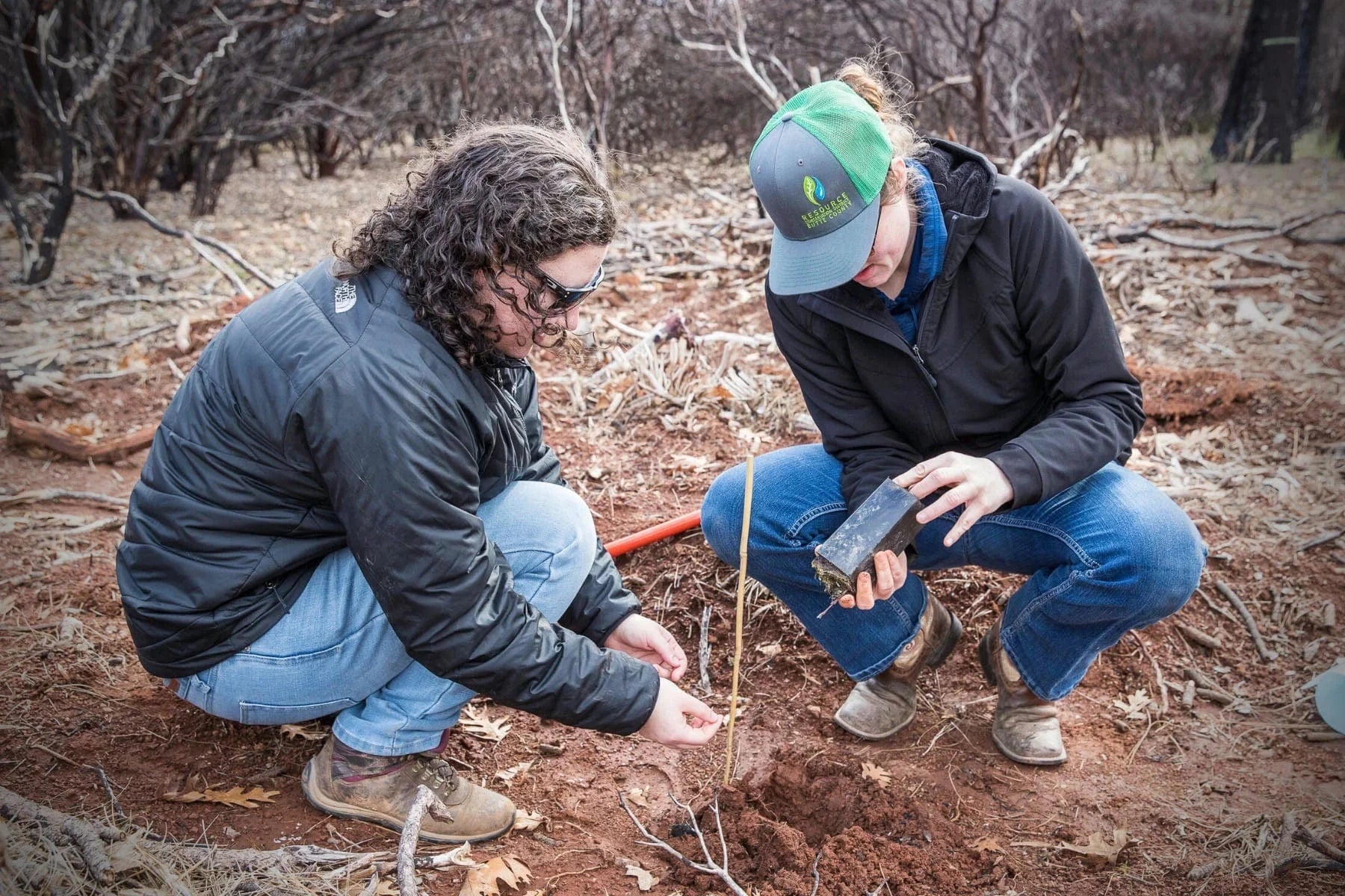 1.2 Million Trees Planted in California for Forest Fire Restoration in ...