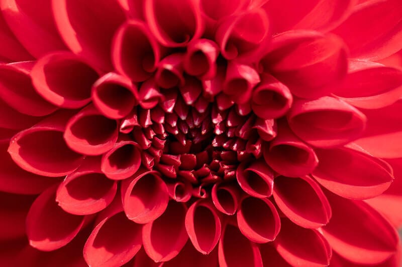 Close up of red flower
