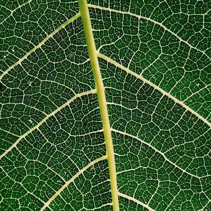 Close up of veins on leaf