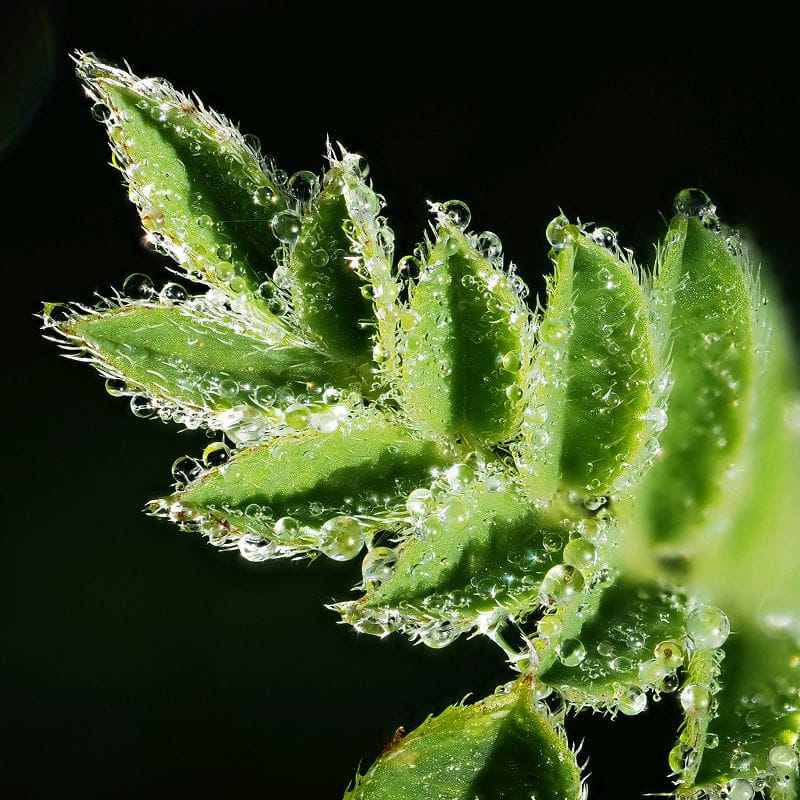 Close up of water droplets on leaf