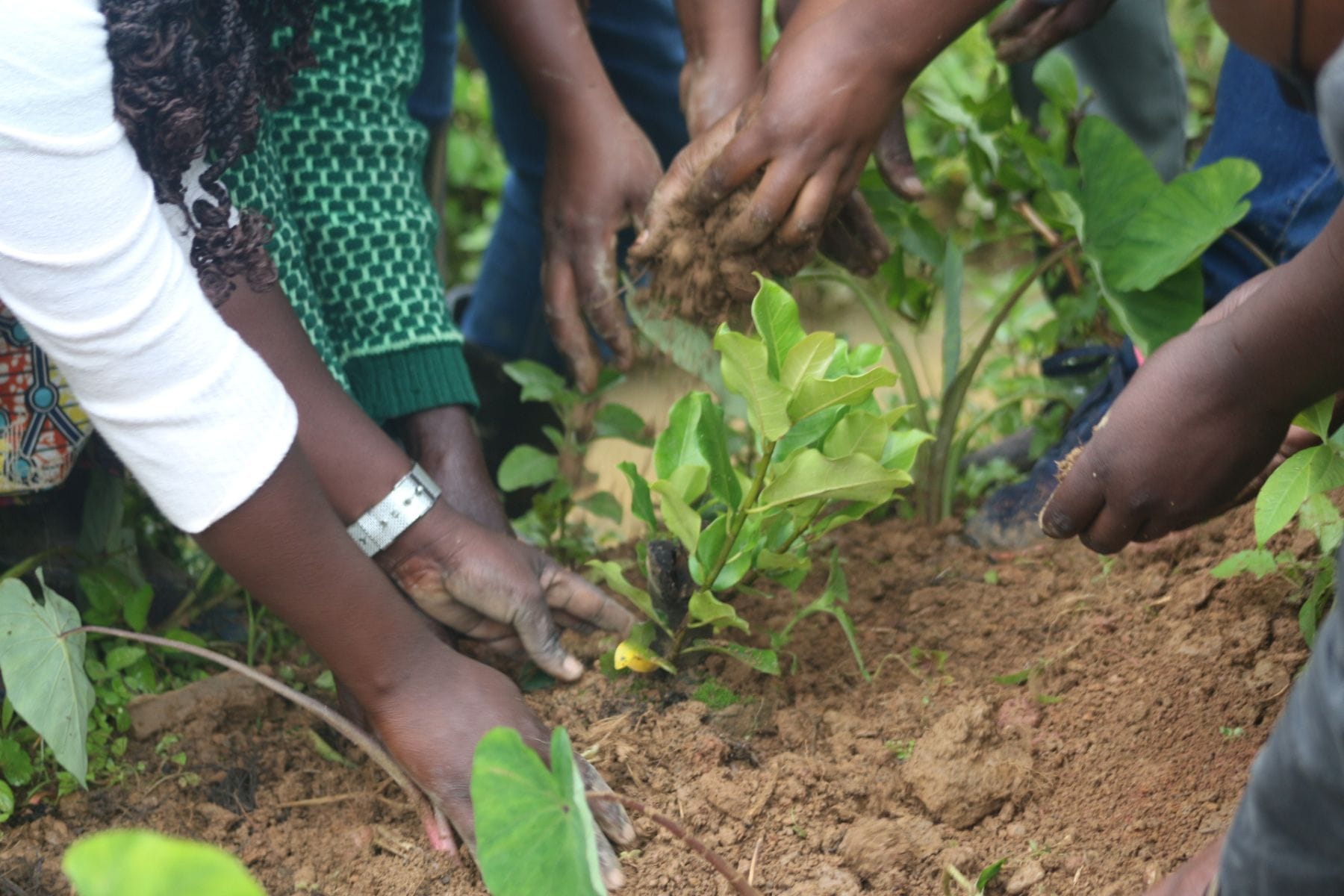 Several people's hands and arms are shown planting green leafy tree into brown soil outdoors.