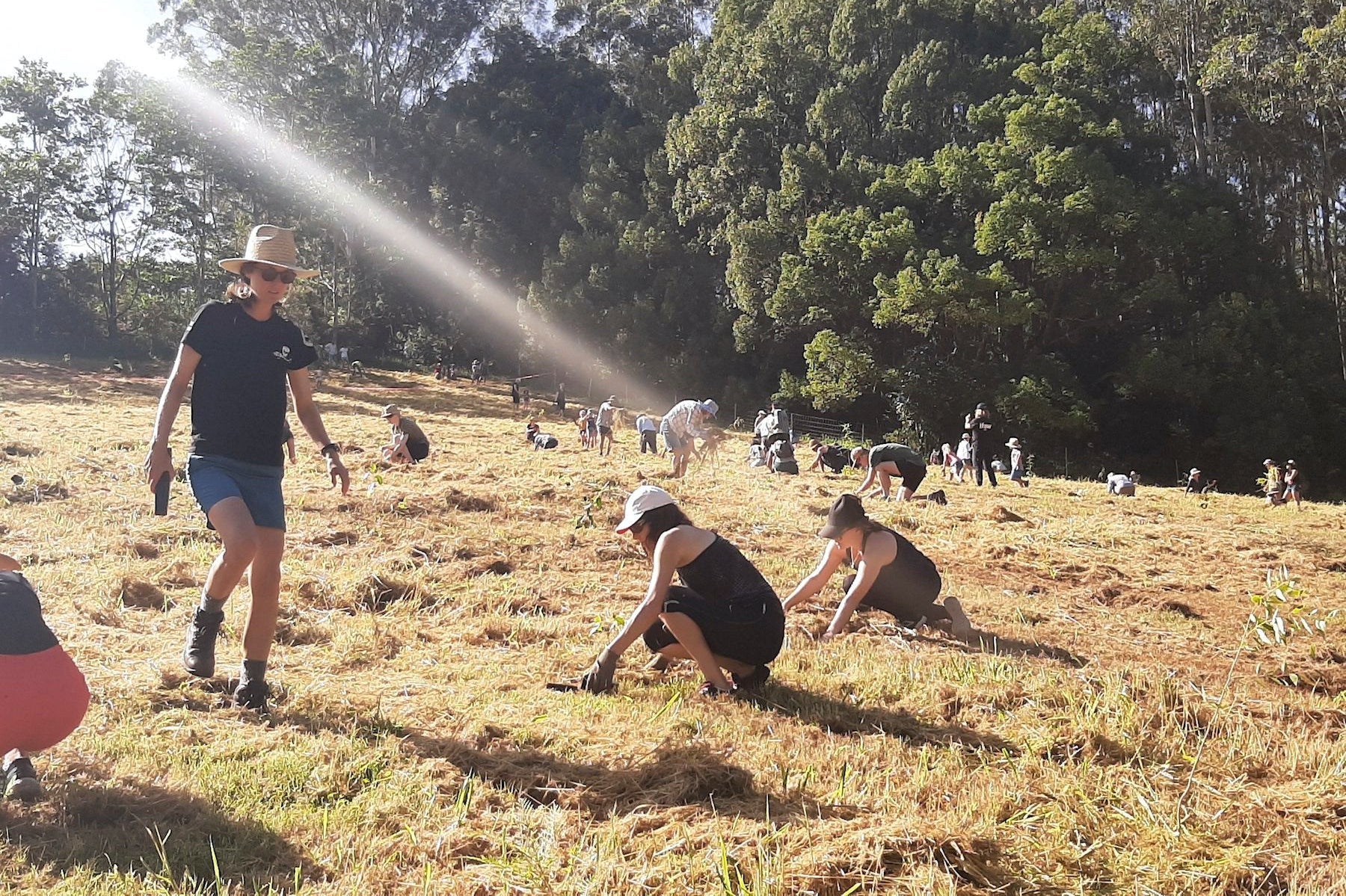 community volunteers planting trees in australia for bushfire recovery