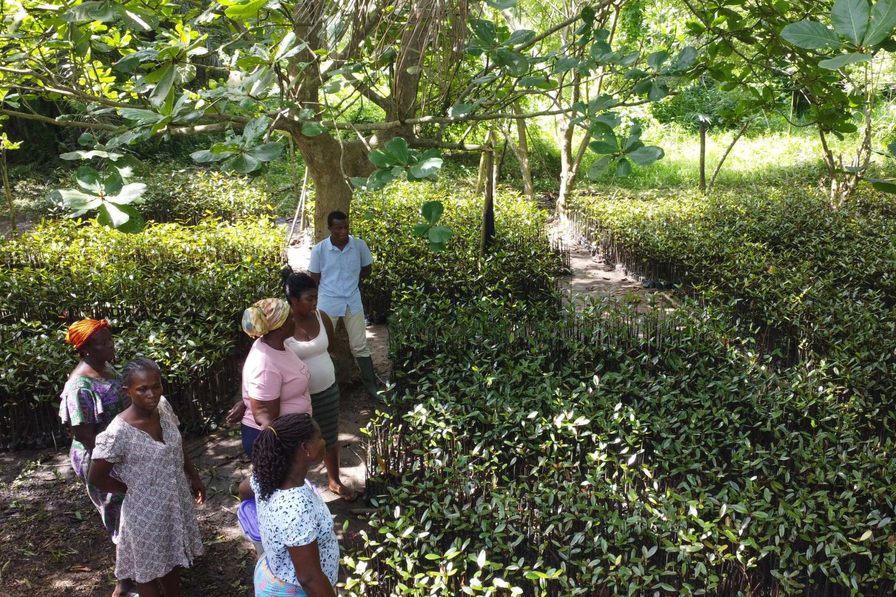 community members standing in mangrove tree nursery, discussing the project