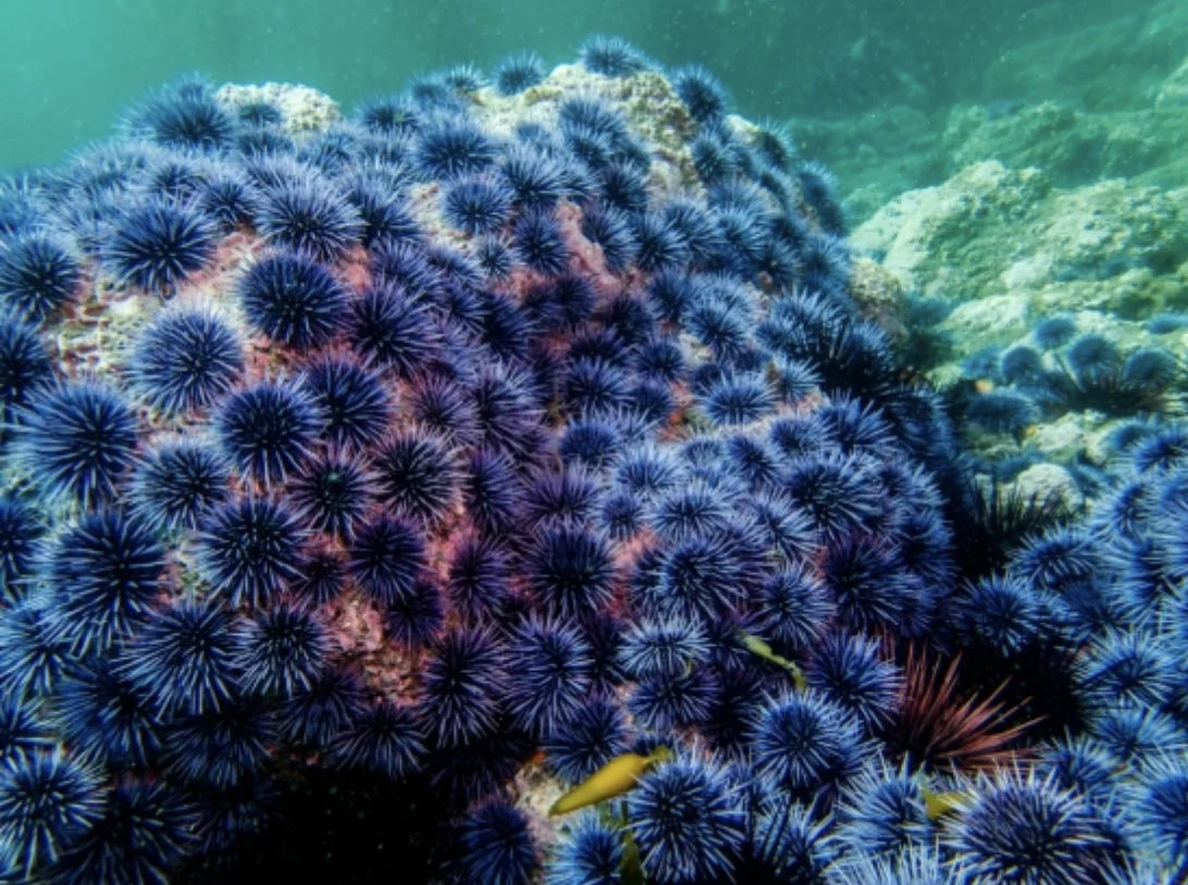 coral reef with urchins