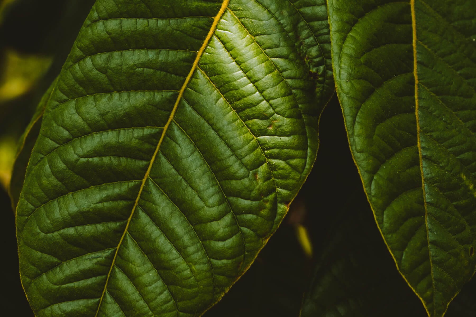 Corporate Sustainability