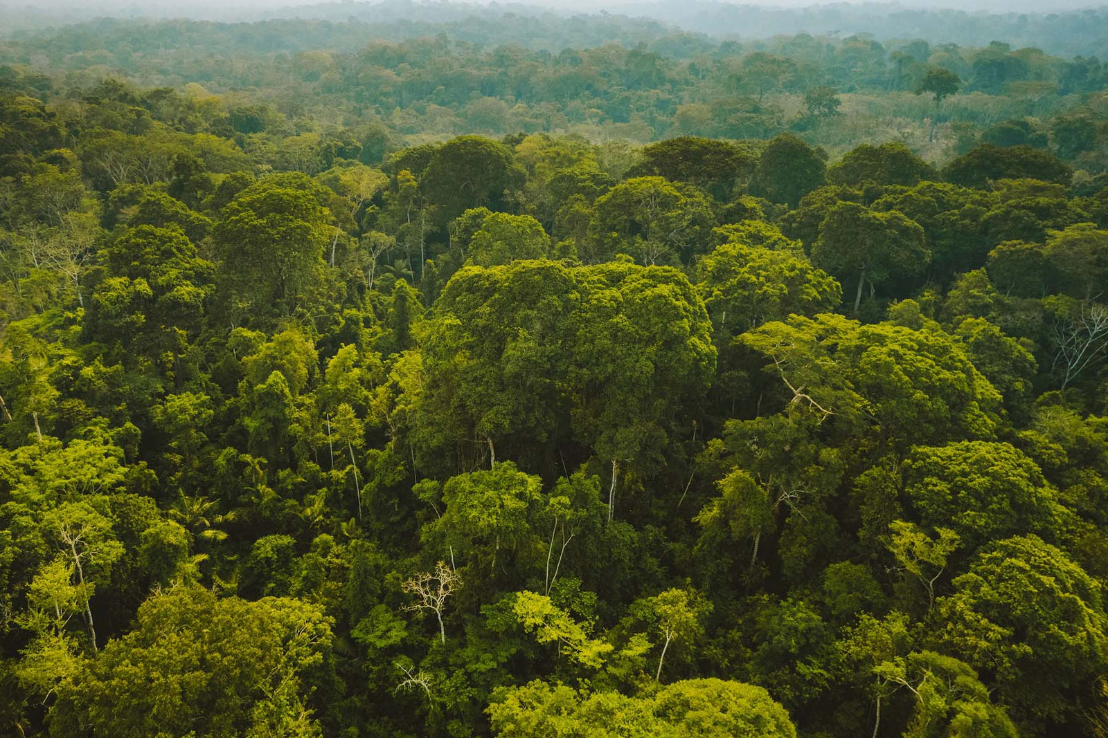 Corporate Sustainability