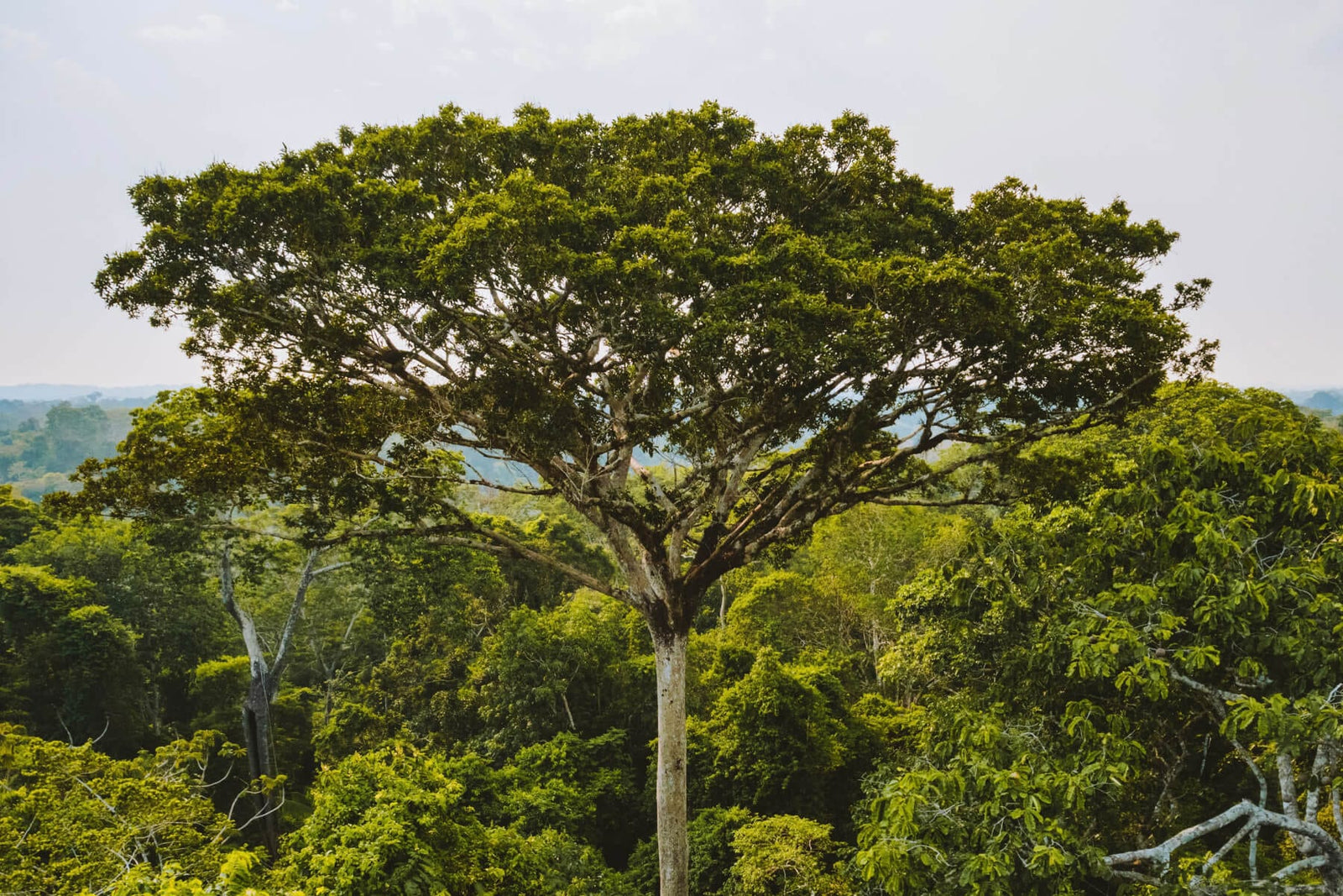 Tall tree in forest