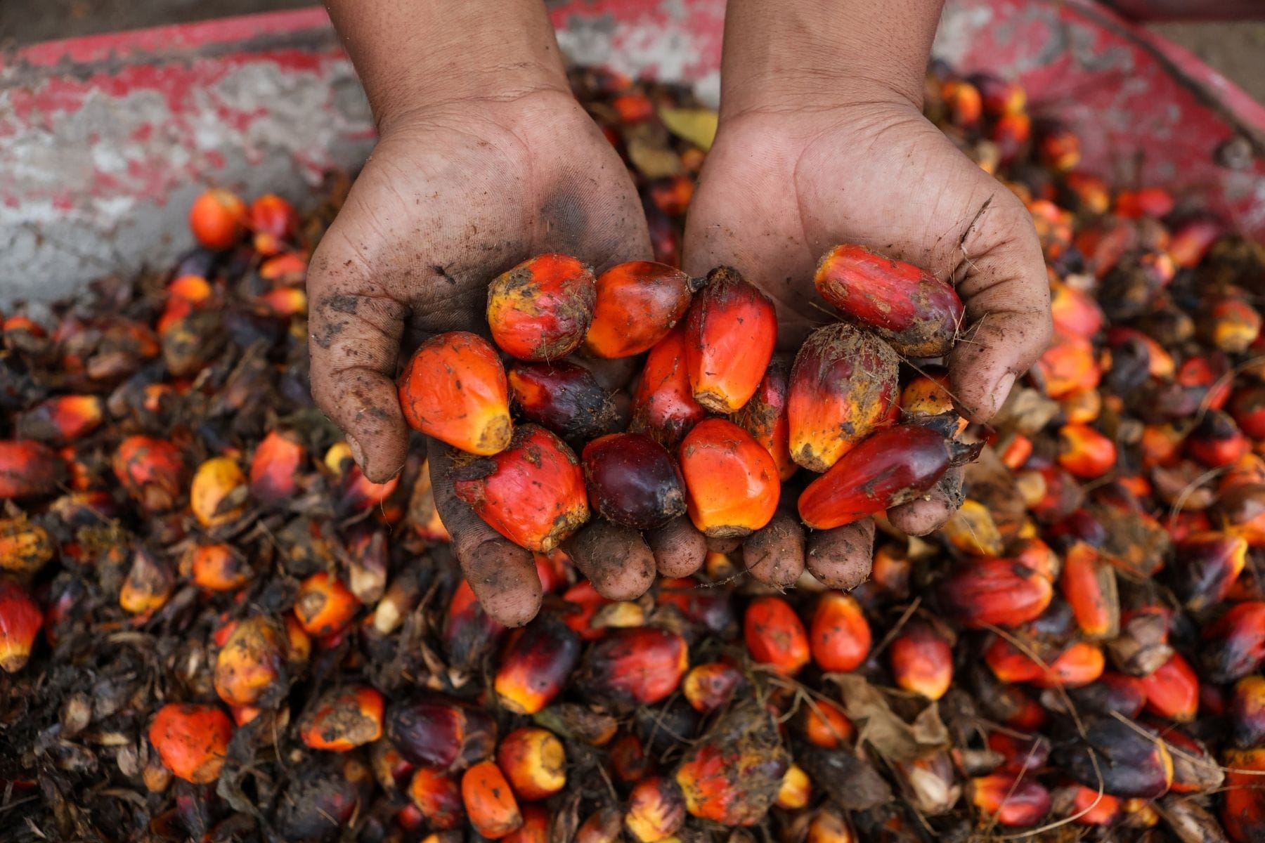 dirt covered hands holding bright orange and deep reddish brown colored oil palm fruits