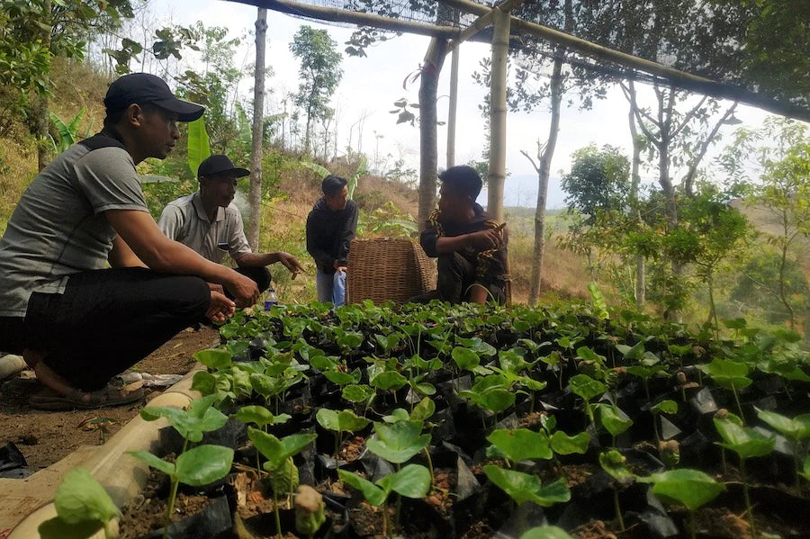 farmers nursery talking reforestation indonesia