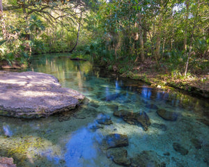 Florida ecosystem