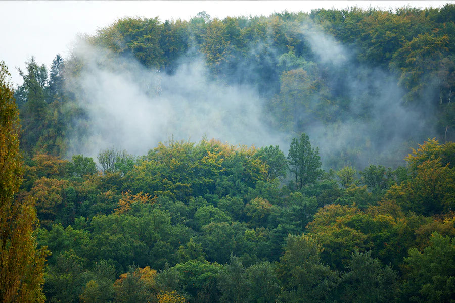 Fog Rising Forest