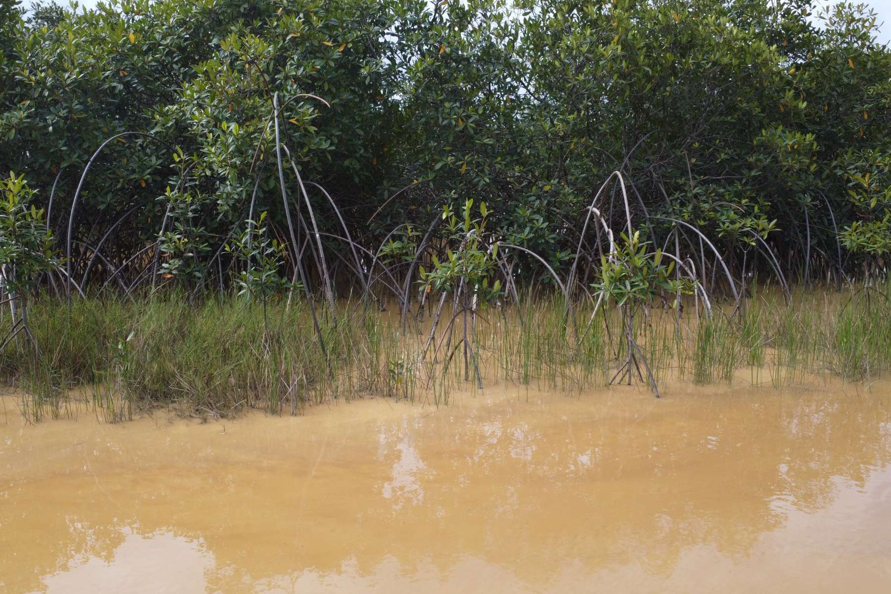 foreground has brown, silty water. Background shows multiple ages of mangroves 