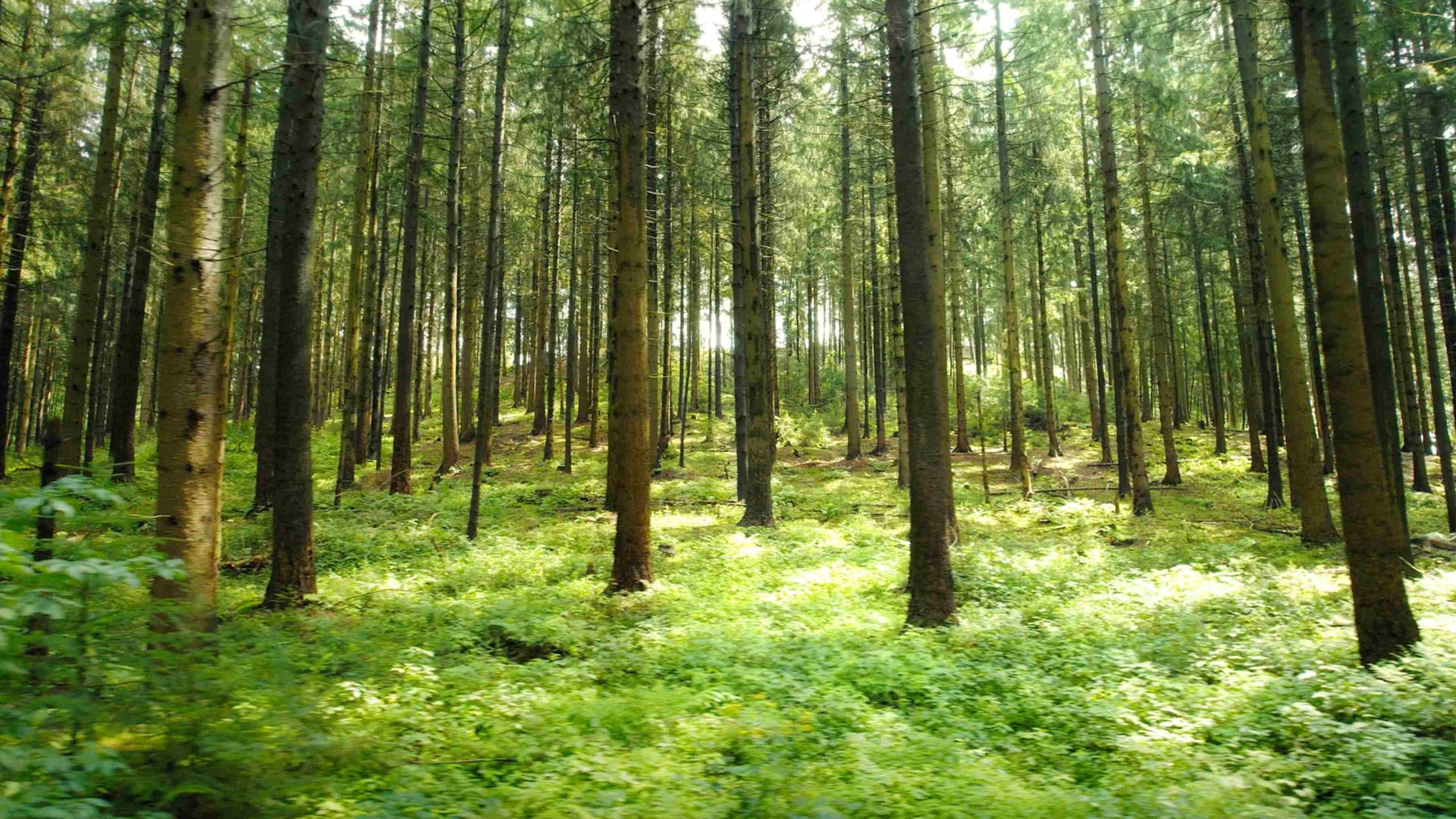 Video background fallback