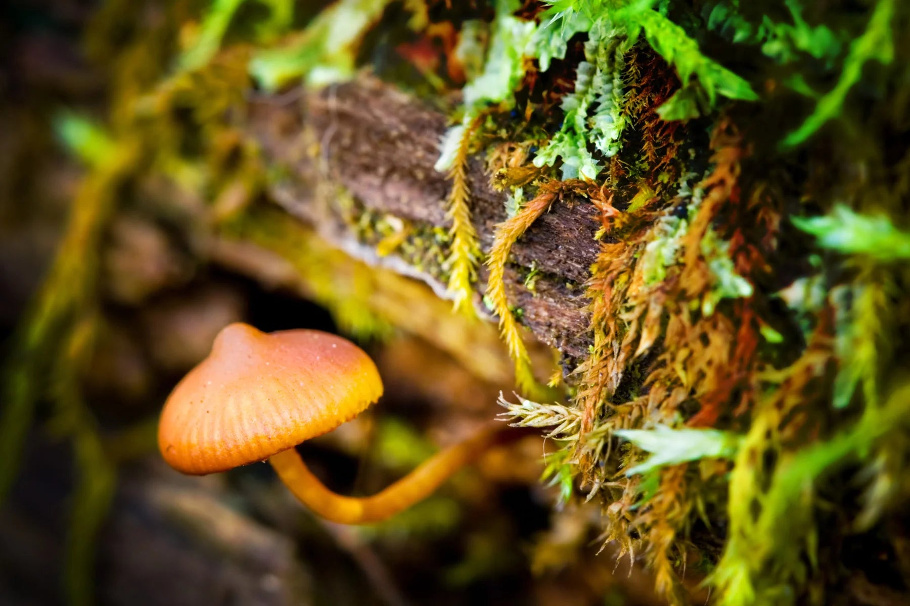 forest closeup log mushroom