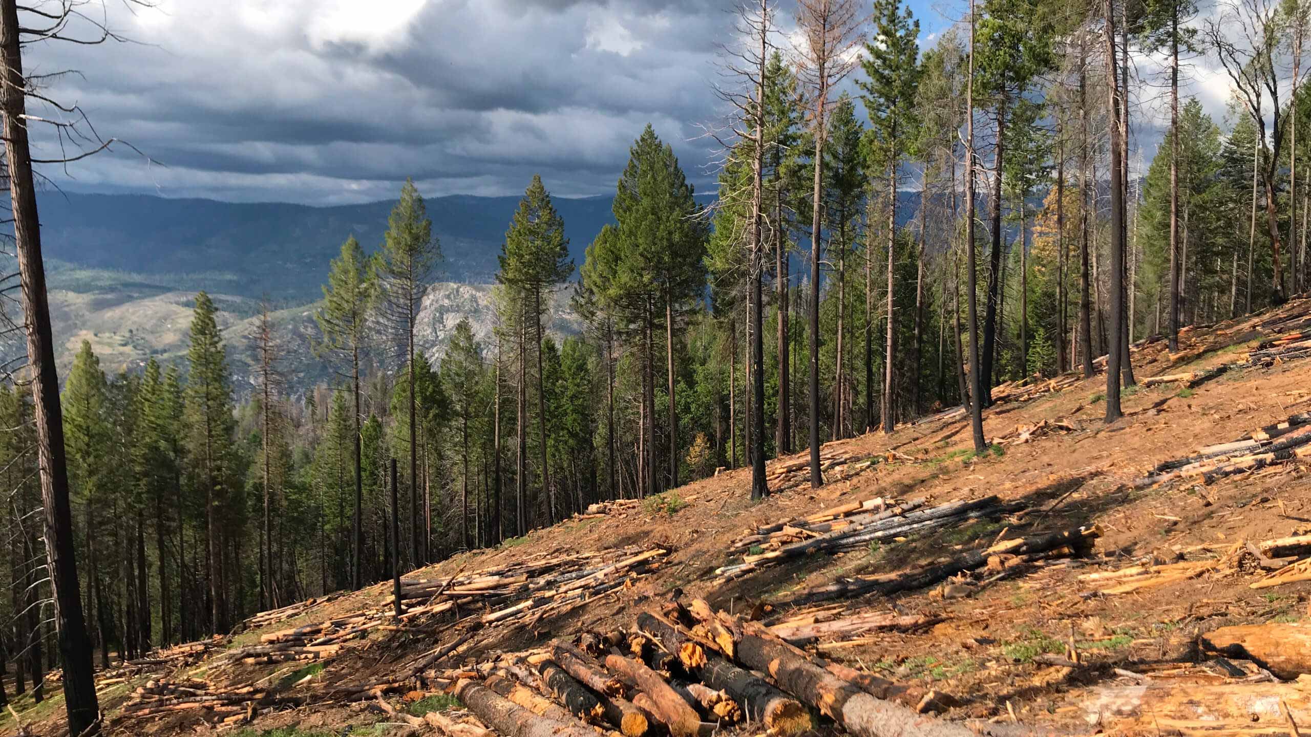 Forest after a fire