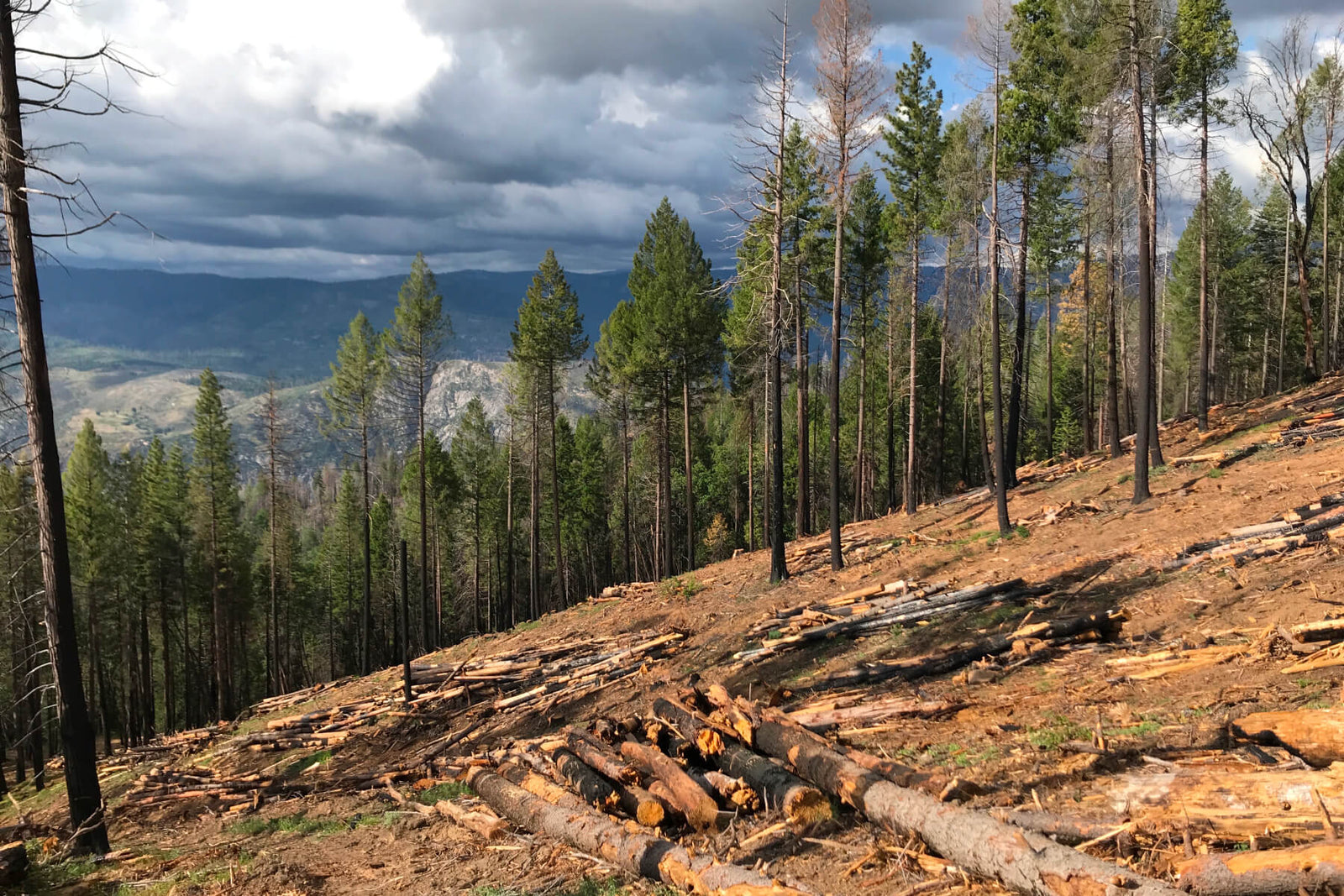 Forest after a fire