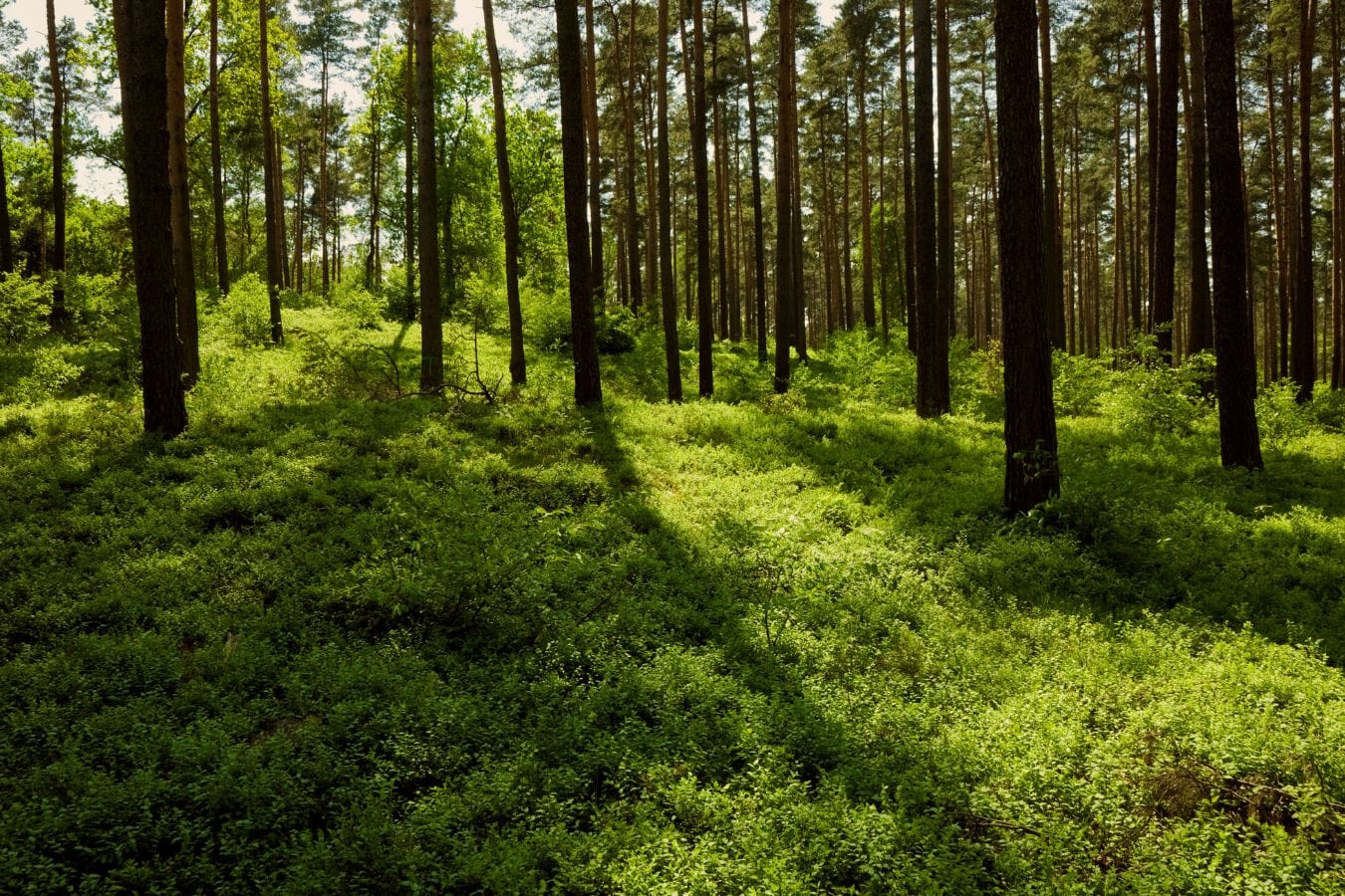 7 Fun facts about the Boreal Forest - One Tree Planted