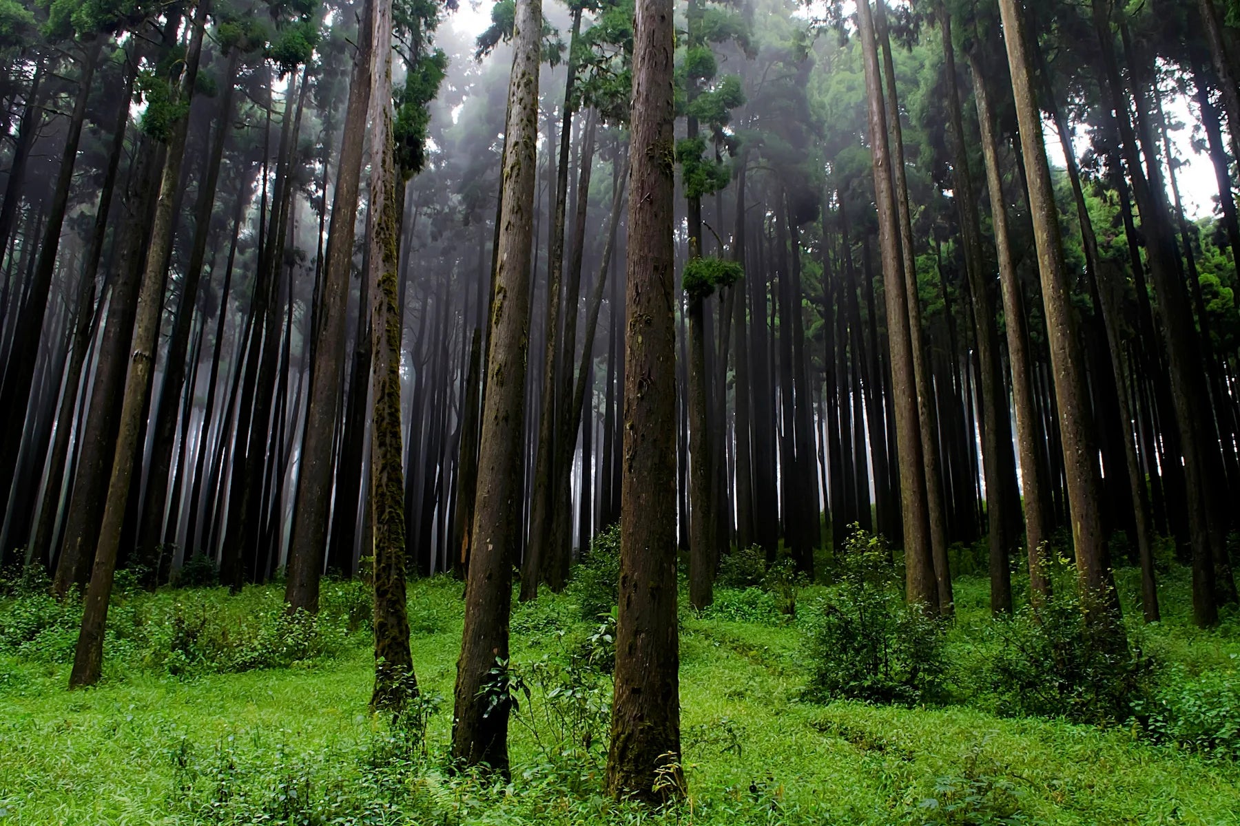 forest-in-the-rain-1634665541988.webp
