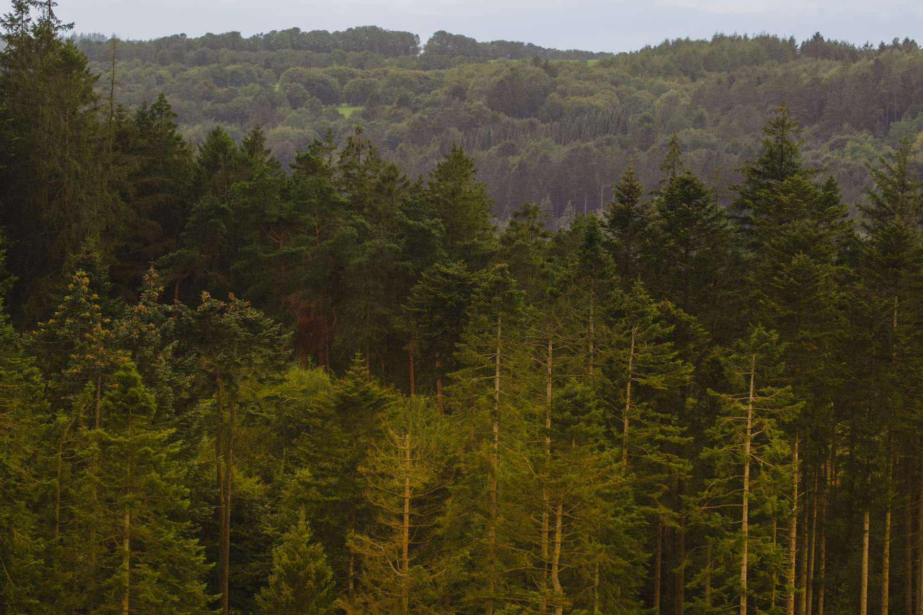 Good News! 30 Positive Environmental News Stories From 2024 19 Good News! 30 Positive Environmental News Stories From 2024 19