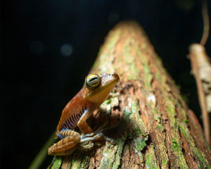 Frog on tree log in the Amazon