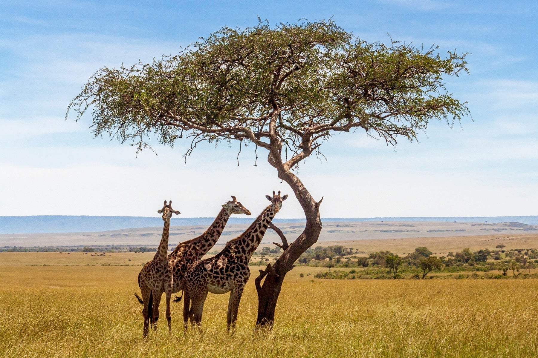 giraffe acacia tree