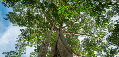 Ground level view of tree