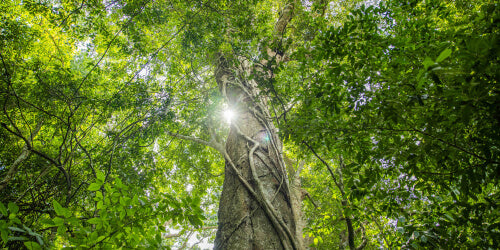 Ground level view of tree