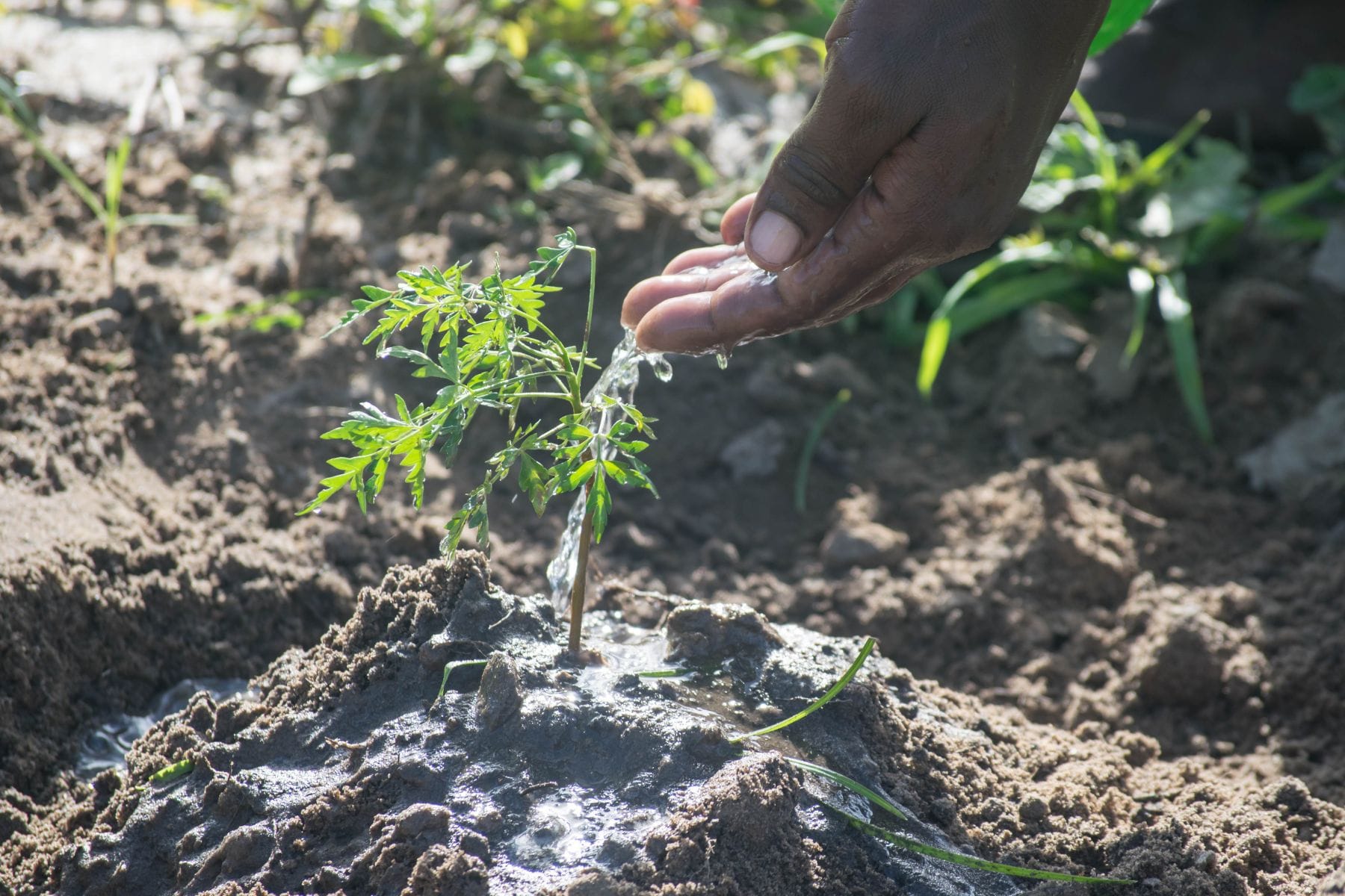 A close-up outdoor shot of a person's hand watering a small green tree in rich brown soil.