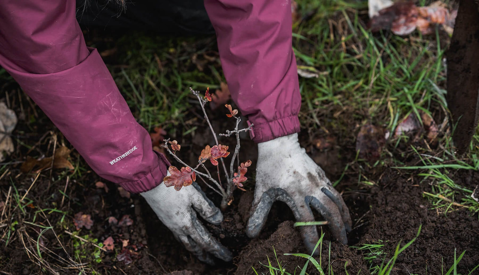 Planting tree sapling