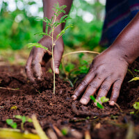 Hands planting tree sapling