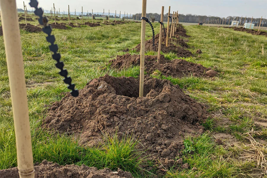 holes dug for planting scotland