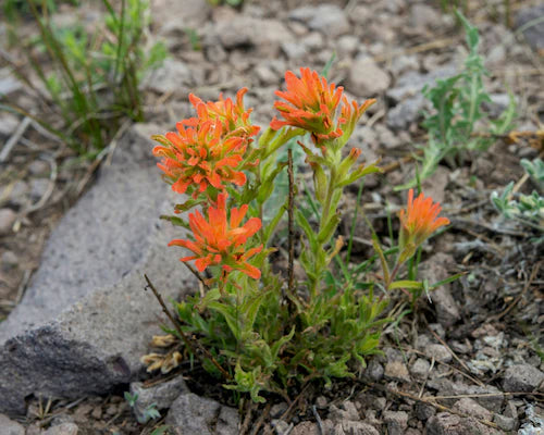 indian paintbrush flower after forest fire