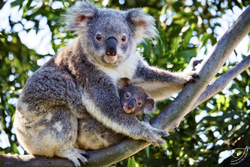 Koala and baby in tree