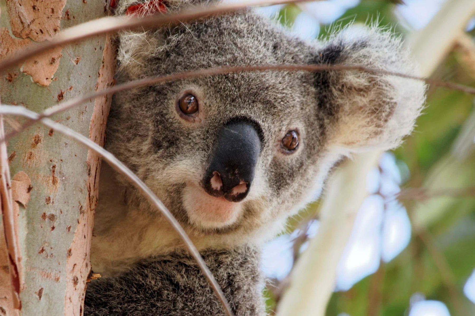 koala sitting in a tree watching tree planters