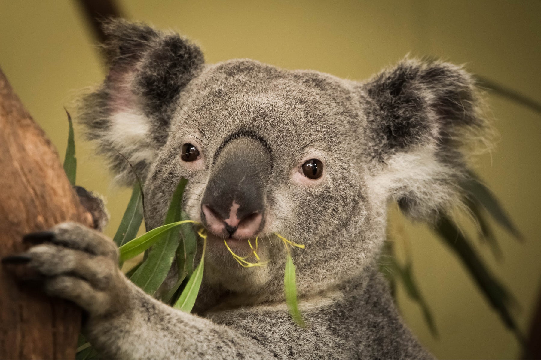 4 strange koala facts that you might not want to hear