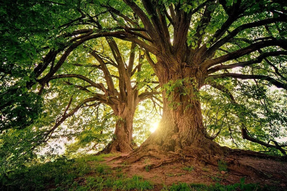 What Mother Trees Can Teach Us For Mother's Day - One Tree Planted
