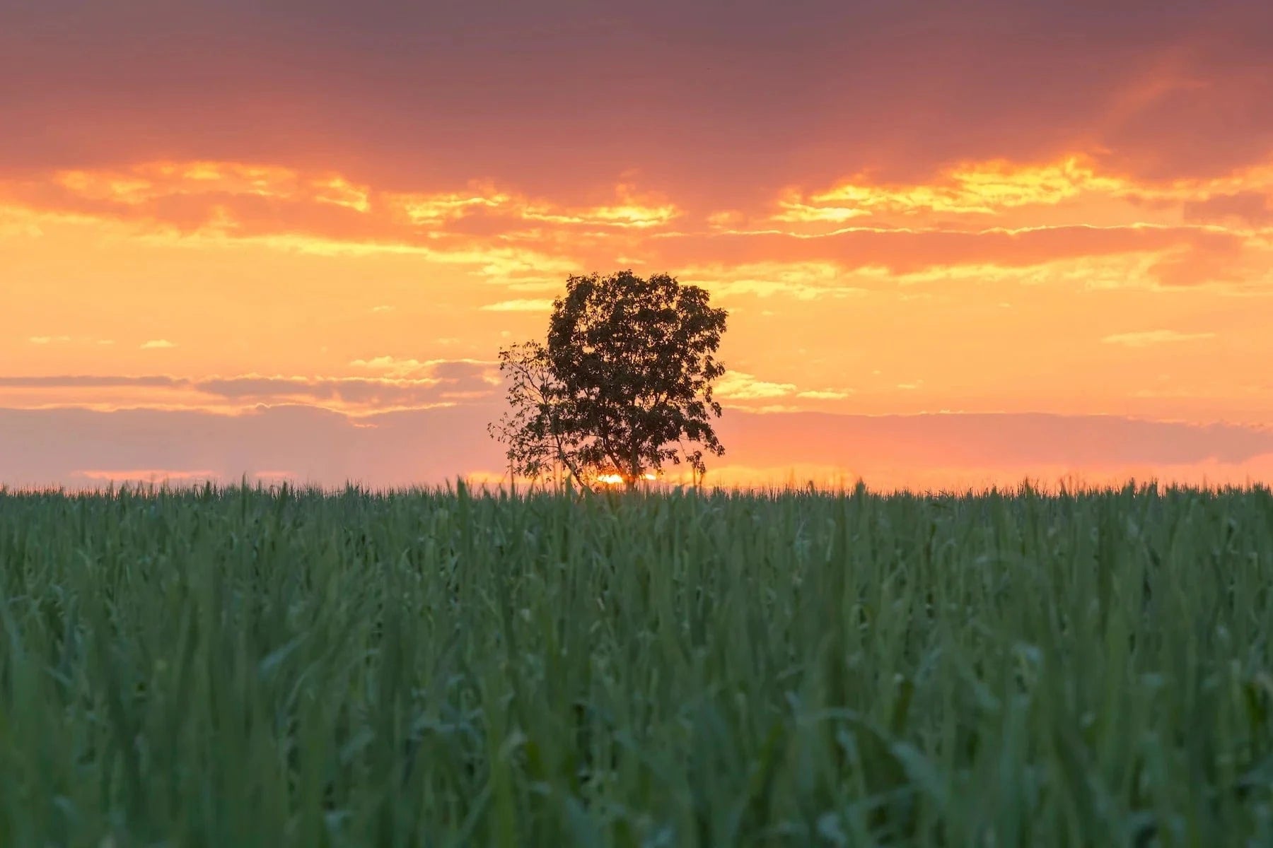 27 Facts About Trees and Forests - One Tree Planted