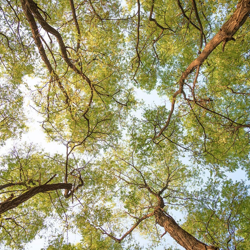 Lower view of trees and sky